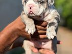 American Bully Female