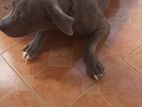 American Bully Female