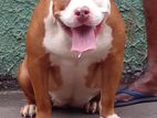 American Bully Female