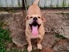 American Bully Female