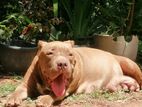 American Bully Female