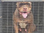 American Bully Female