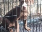 American Bully Female