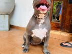 American Bully Female Puppy