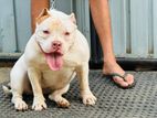 American bully female