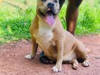 American Bully Female