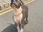 American Bully Female