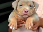 American Bully Female