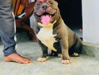 American Bully Female