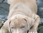 American Bully Female Puppies