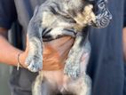 American Bully Female Puppy