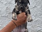 American Bully Female Puppy