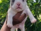 American Bully Female Puppy