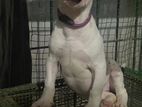 American Bully Female Puppy