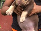 American Bully Female Puppy