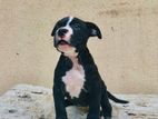 American Bully Female Puppy