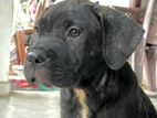 American Bully female puppy