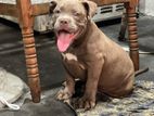 American Bully Female Puppy