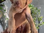 American Bully Female Puppy