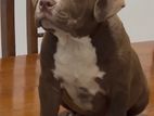 American Bully Female Puppy