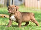 American Bully Female Puppy