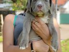 American Bully Female Puppy