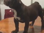 American Bully Female Puppy