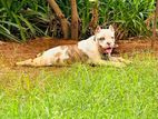 American Bully Female Puppy