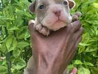 American Bully (female Puppy)