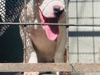 American Bully Female Puppy XL