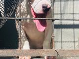 American Bully Female Puppy XL