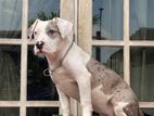American Bully Female Puppy XL