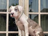 American Bully Female Puppy XL