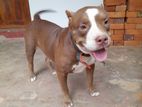 American Bully Female Standard Dog