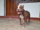 American Bully Female Standard Dog