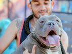 American bully for Crossing
