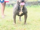 American Bully for Crossing
