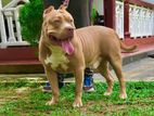American Bully for Crossing.