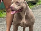 American Bully for Crossing