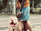 American Bully Dog for Crossing