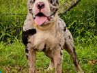 American Bully for Crossing
