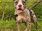 American Bully for crossing