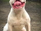 American Bully for crossing