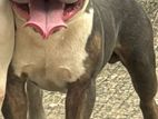 American Bully for Crossing