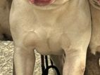 American Bully for crossing
