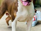 American Bully for Crossing
