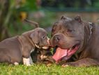 American Bully for Crossing