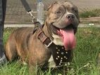 American Bully for Crossing