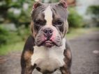 American Bully for Crossing