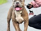 American Bully for Crossing